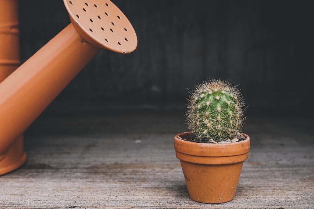 temporada de lluvias para regar plantas