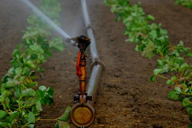 agua ozonizada en la agricultura