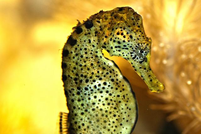 caballito de mar cromatóforo