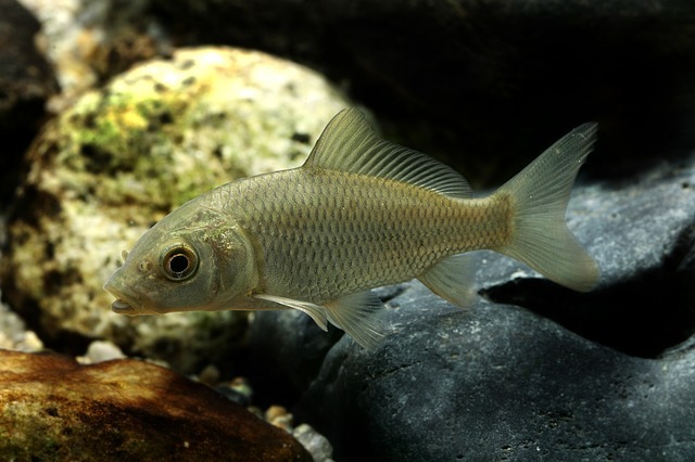 carpa de río