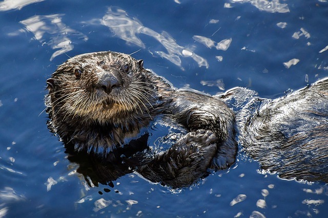 contaminación en el mar