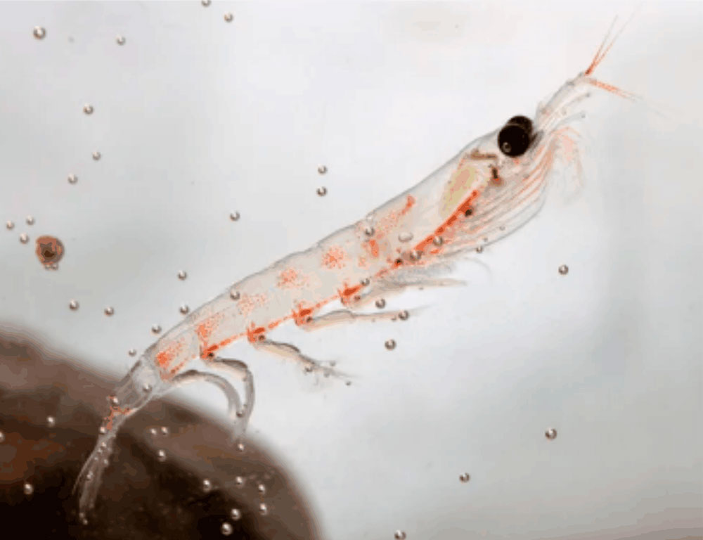 krill alimento de ballena