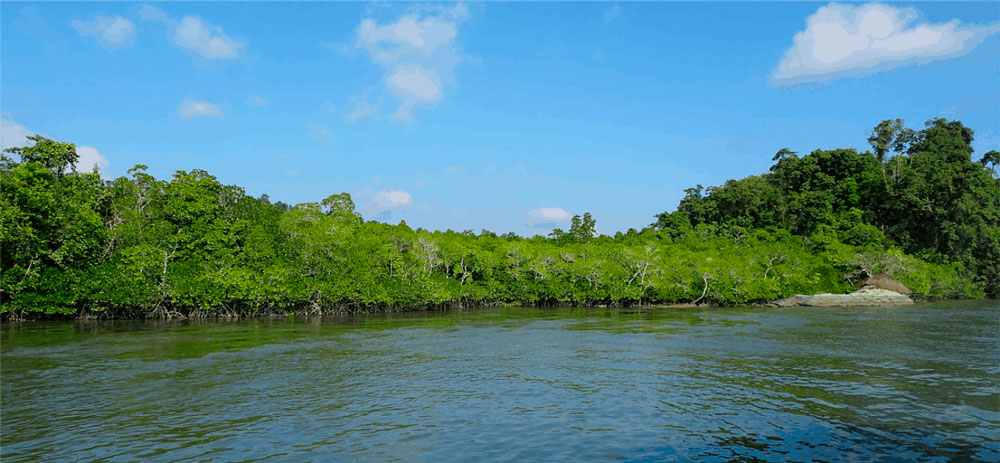 manglares de agua salobre