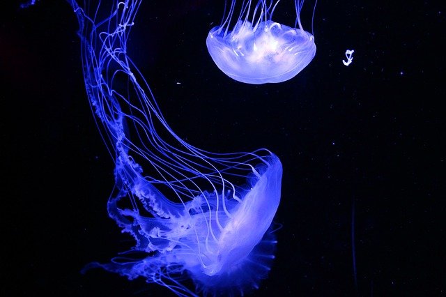 medusas bioluminiscentes