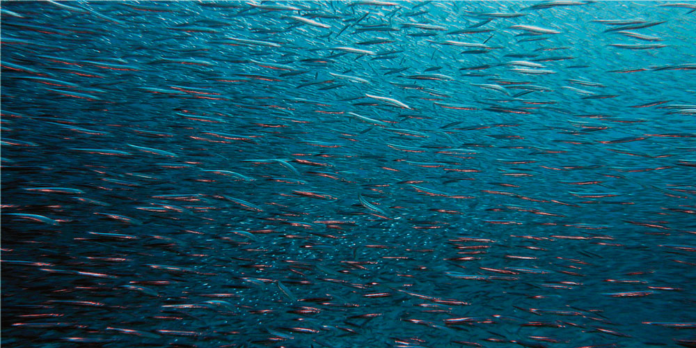 peces de mar que remontan rios para desovar