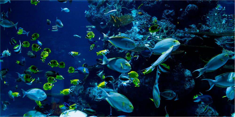 peces animales que viven en el agua