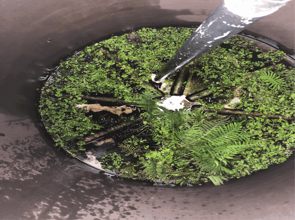 plantas dentro del tinaco