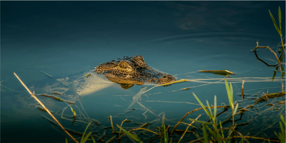 respiración de reptiles bajo el agua