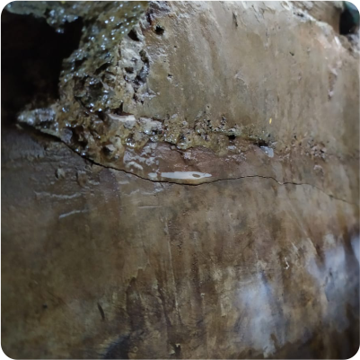 Grieta en cisterna de concreto sucia antes del lavado de cisternas en CDMX y EDOMEX